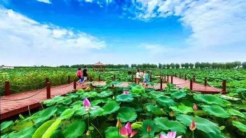 土豆深加工设备：揭秘高效生产流程