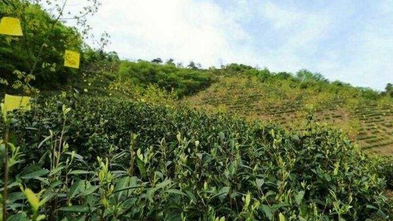 休闲农业园区托管运营：揭秘托管背后的价值与策略**