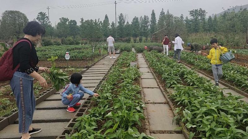 农资店加盟：小投资背后的行业洞察**