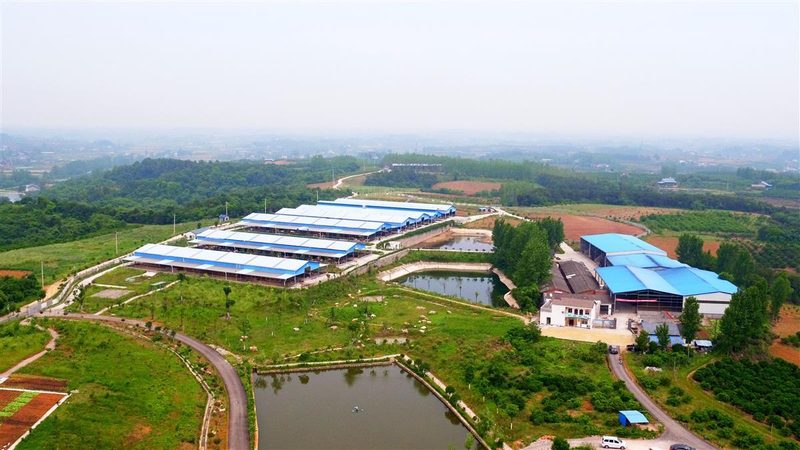 果园土壤改良步骤：科学养护，提升果实品质