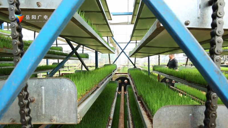 阿克苏苹果种植：气候条件解析与种植要点