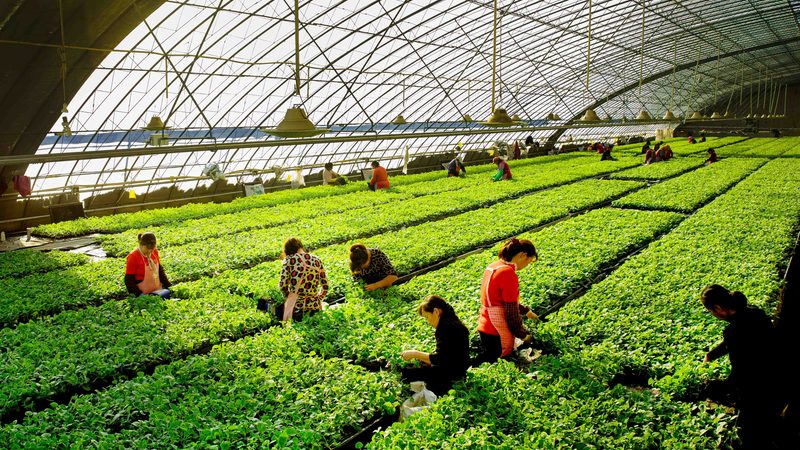 现代农业产业园建设：方案规划与报价解析**