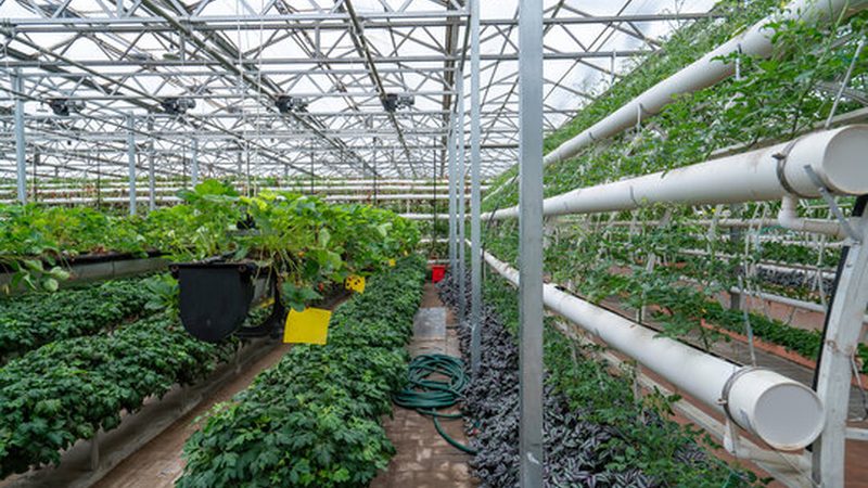 生态农业项目：商业模式解析与趋势展望