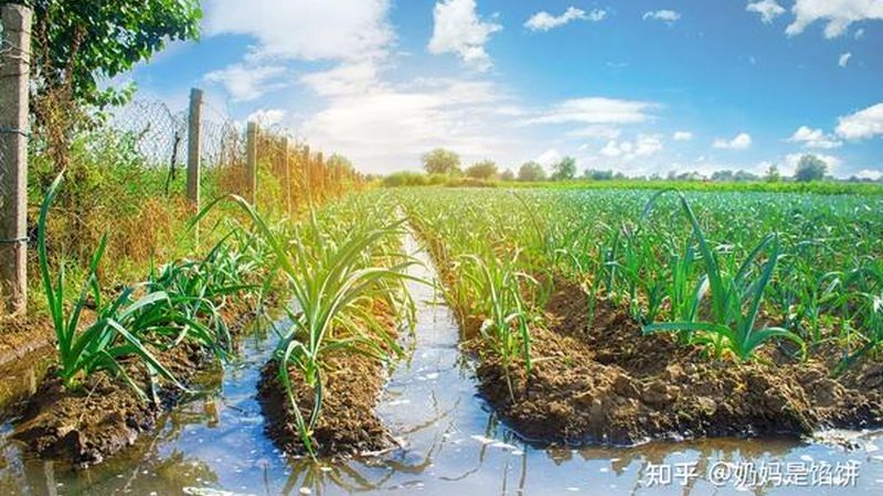 盆栽水果，如何在阳台绽放丰收之果？**