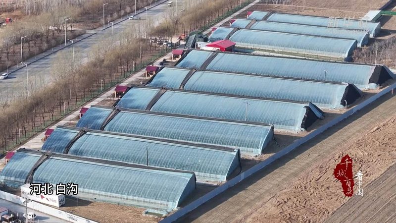 绿色食品批发市场货源：如何选择优质绿色食品