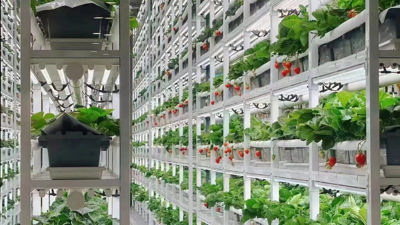 家庭农场自动化升级，如何选择合适的设备代理加盟？**